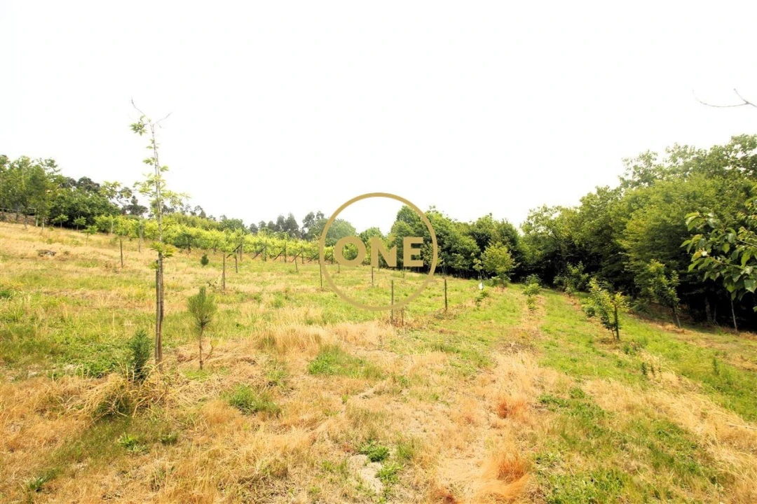 Terreno para Venda em Ribeirão Foto 15