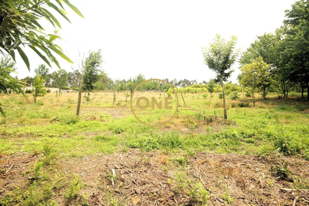 Terreno para Venda em Ribeirão Foto 11