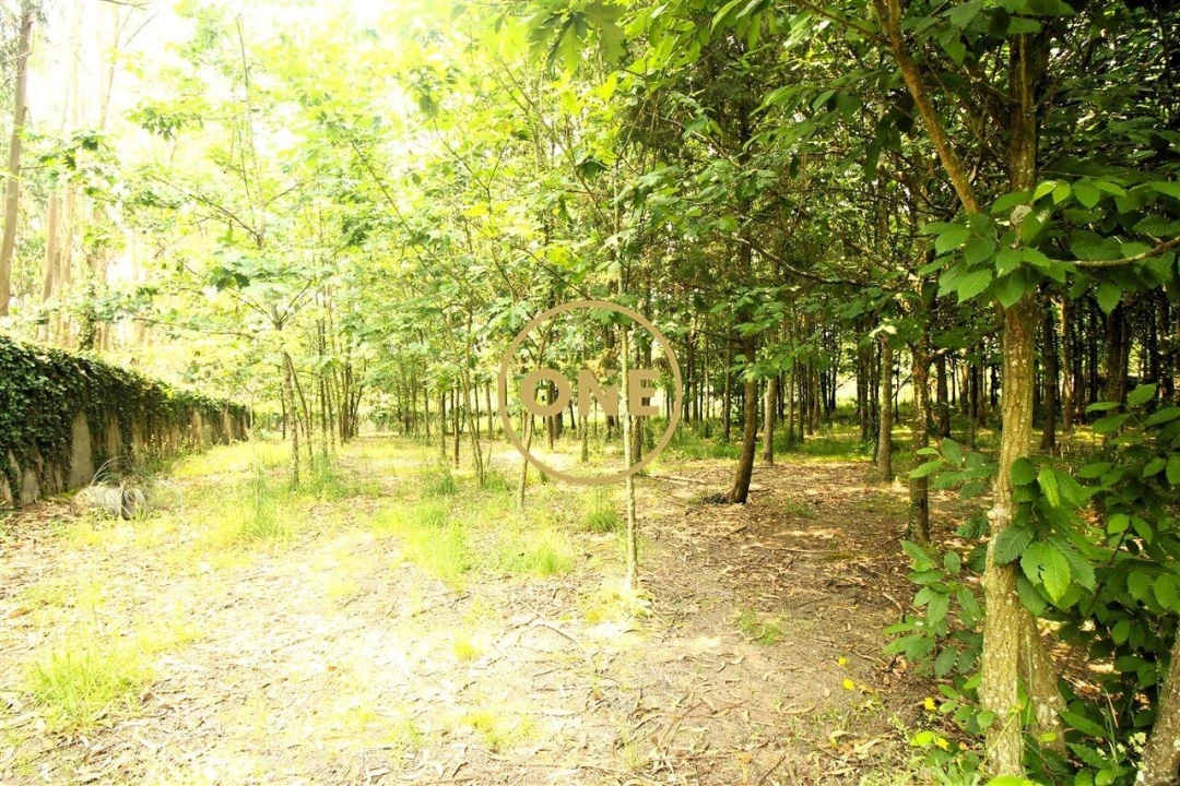 Terreno para Venda em Ribeirão Foto 8
