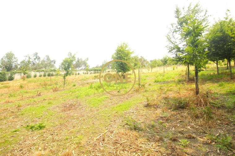 Terreno para Venda em Ribeirão Foto 10
