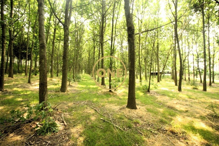 Terreno para Venda em Ribeirão Foto 5