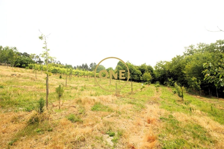 Terreno para Venda em Ribeirão Foto 15