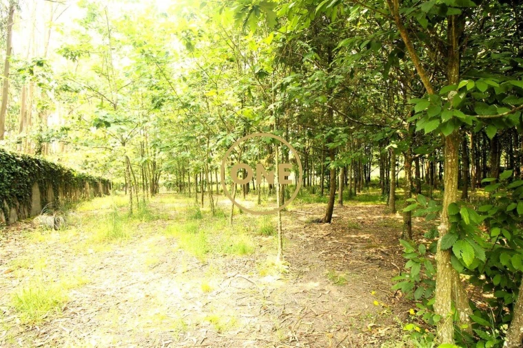 Terreno para Venda em Ribeirão Foto 8