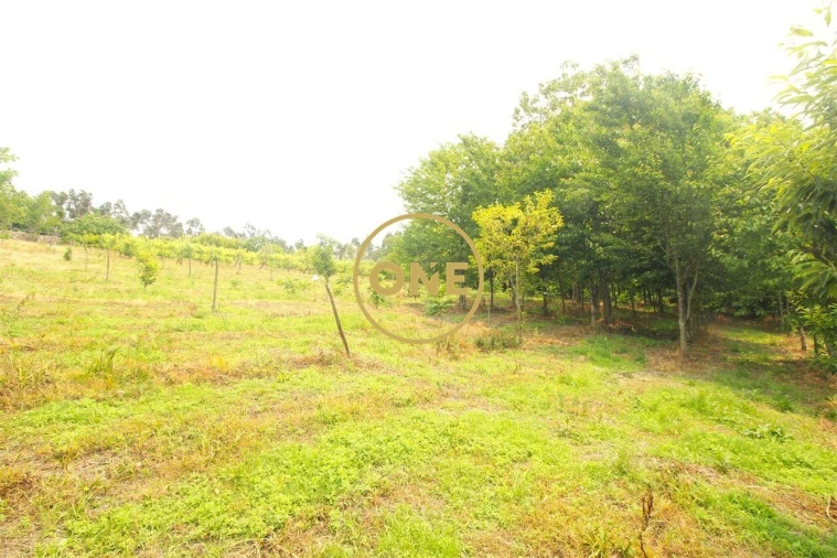 Terreno para Venda em Ribeirão Foto 14