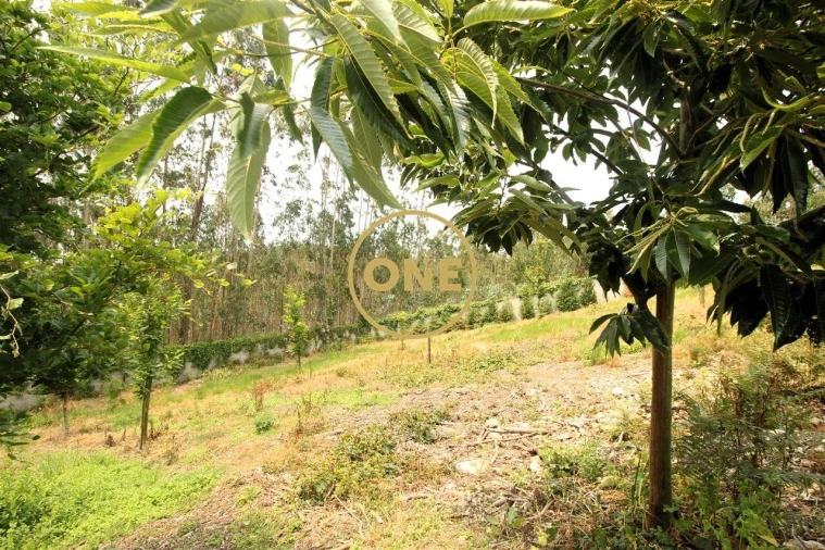 Terreno para Venda em Ribeirão Foto 12
