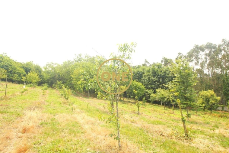 Terreno para Venda em Ribeirão Foto 16