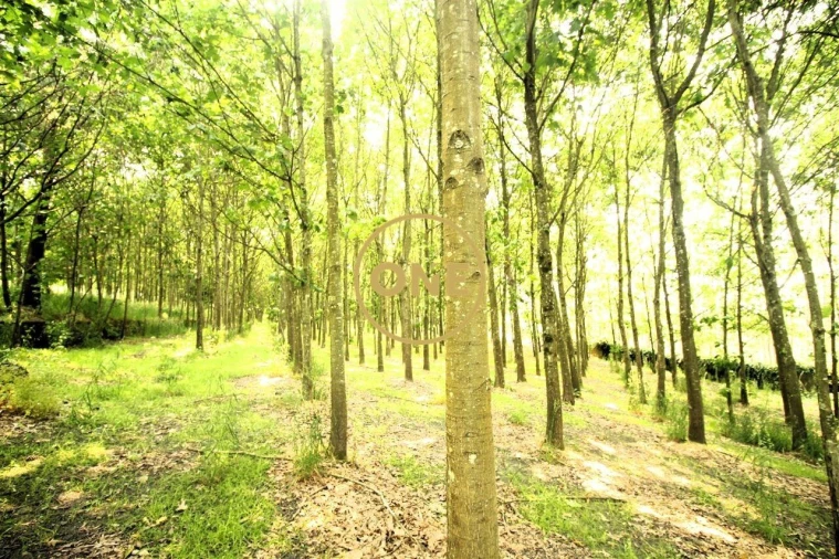 Terreno para Venda em Ribeirão Foto 7