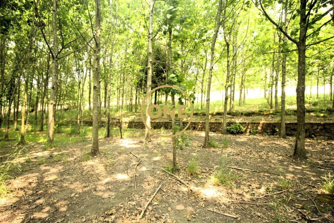 Terreno para Venda em Ribeirão Foto 4
