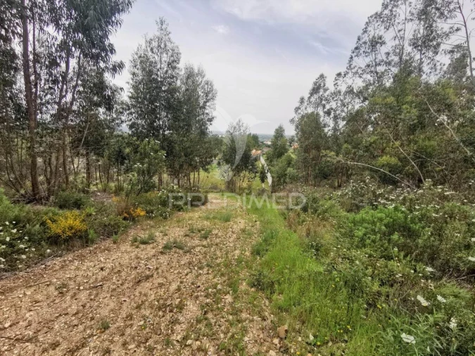 Terreno para Venda em Vila Nova da Barquinha Foto 5