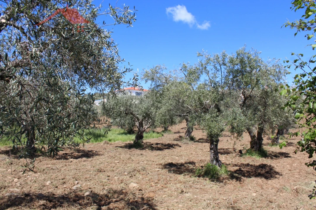 Terreno para Venda em Macedo de Cavaleiros Foto 2