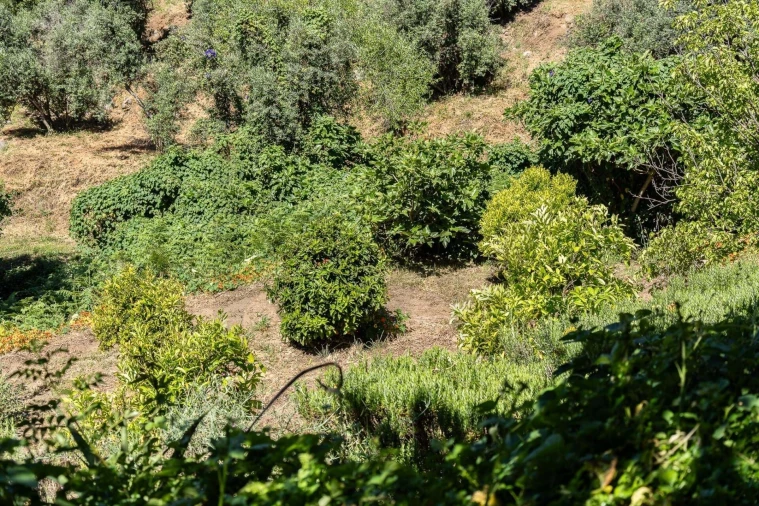 Quinta T3 para Venda em Monchique Foto 17