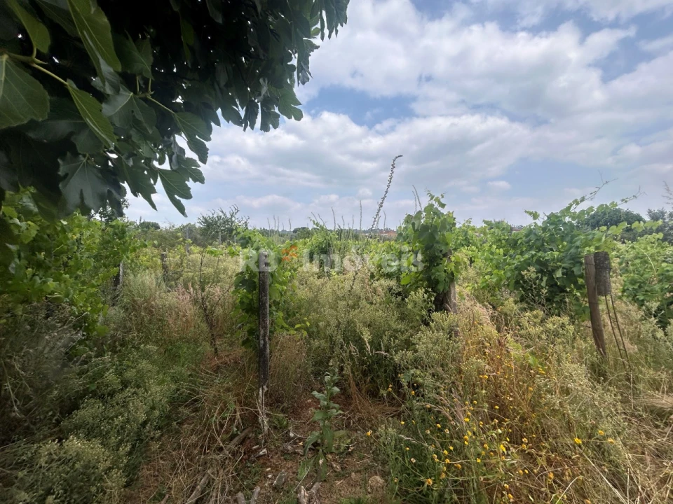 Terreno para Venda em São Pedro de Tomar Foto 6