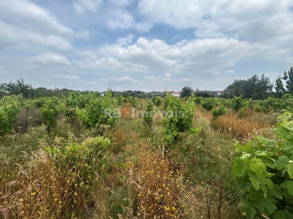 Terreno para Venda em São Pedro de Tomar Foto 15