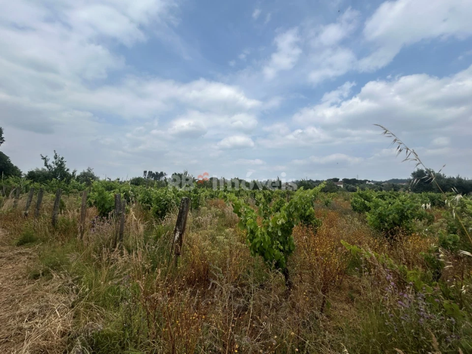 Terreno para Venda em São Pedro de Tomar Foto 17