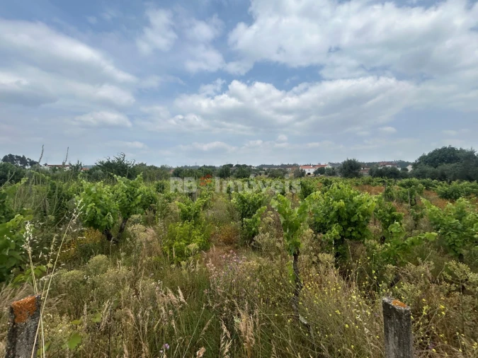 Terreno para Venda em São Pedro de Tomar Foto 11
