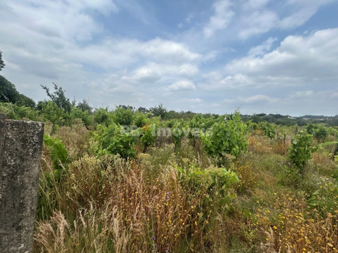 Terreno para Venda em São Pedro de Tomar Foto 14