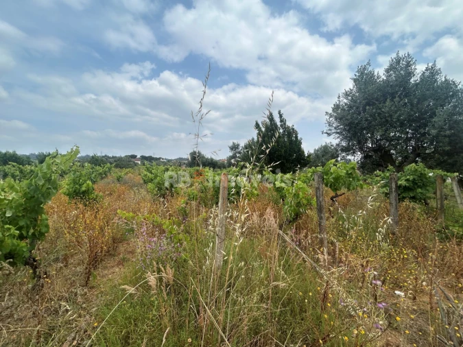 Terreno para Venda em São Pedro de Tomar Foto 5