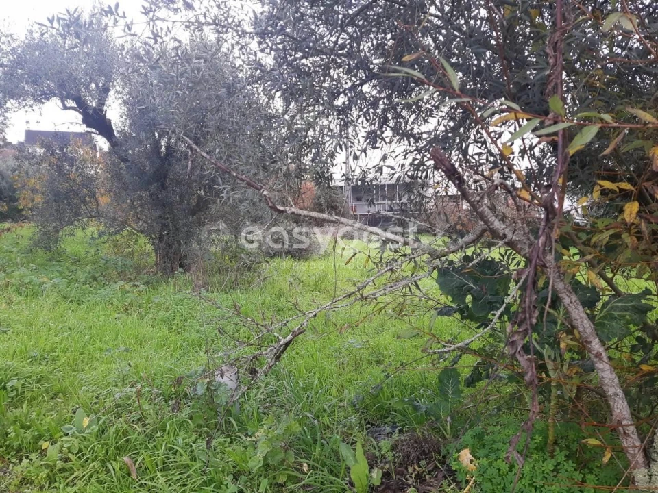 Terreno para Venda em Santiago e São Simão de Litém e Albergaria dos Doze Foto 2