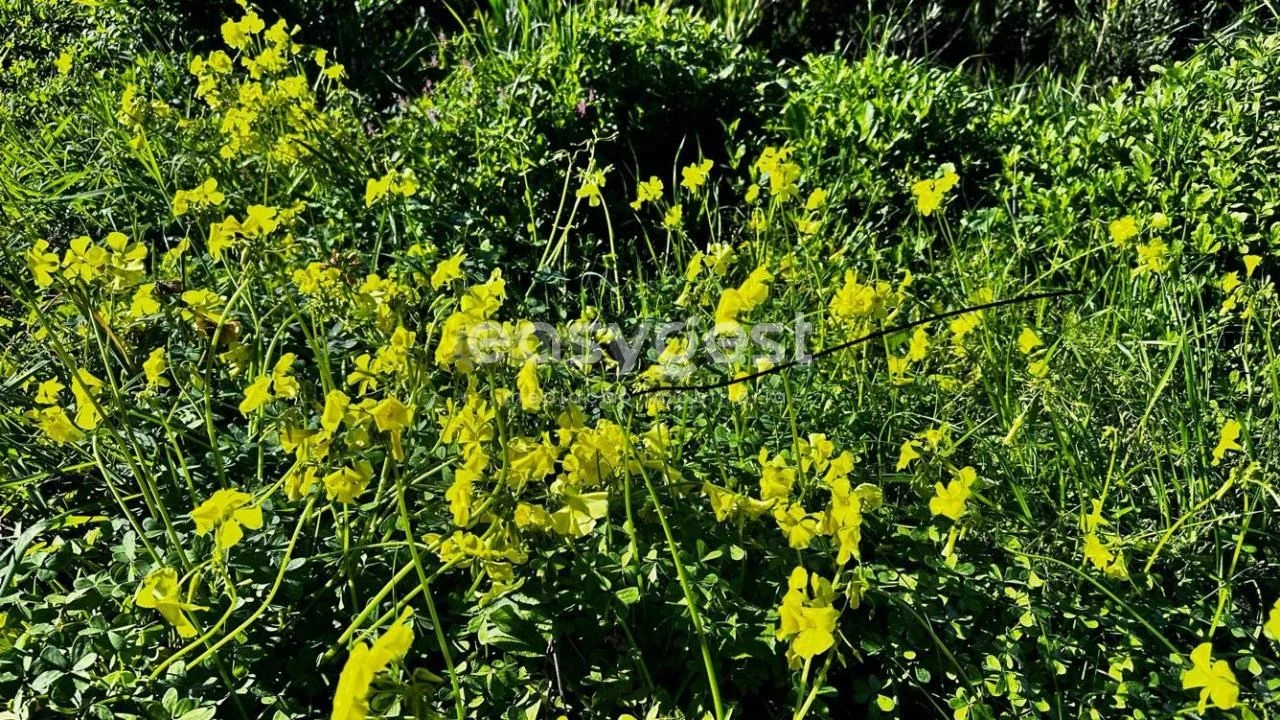 Terreno para Venda em São Brás de Alportel Foto 3