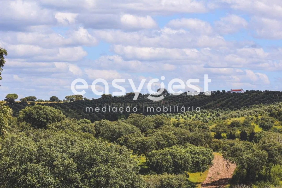 Negócio para Venda em Avis Foto 2