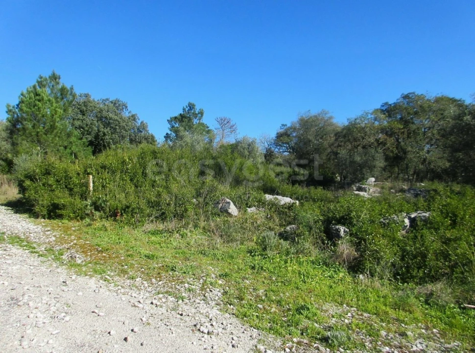 Terreno para Venda em Mira de Aire Foto 2