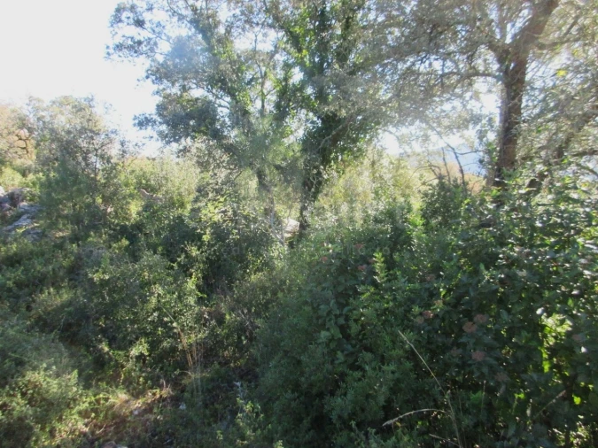 Terreno para Venda em Mira de Aire Foto 8