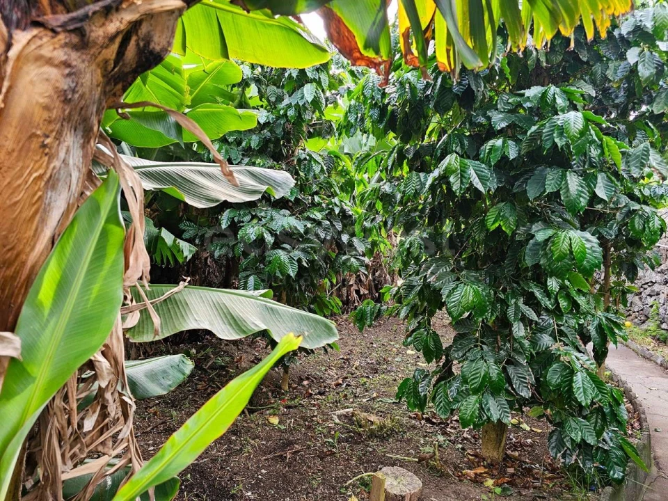 Moradia T7 para Venda em Ponta Delgada (São Sebastião) Foto 19