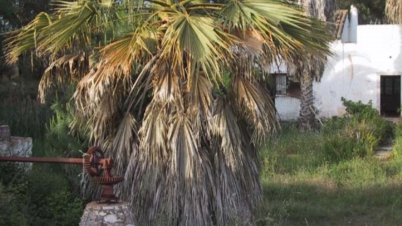 Quinta T4 para Venda em Montenegro Foto 8