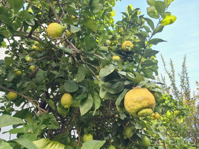Apartamento T3 para Venda em Santa Maria Maior Foto 27
