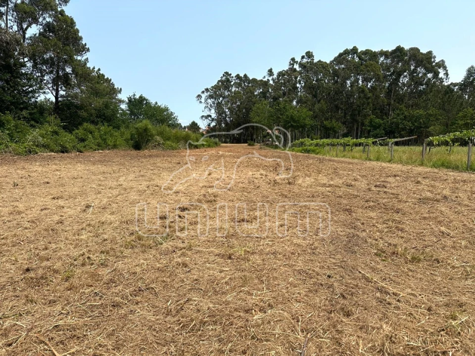 Terreno Agricola ou Rústico para Venda em Alvarães Foto 1