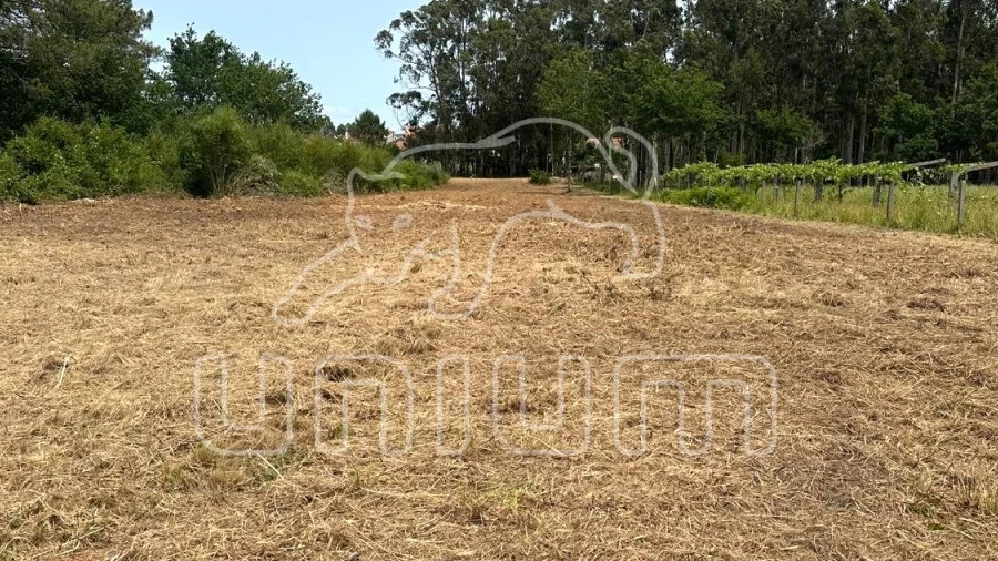 Terreno Agricola ou Rústico para Venda em Alvarães
