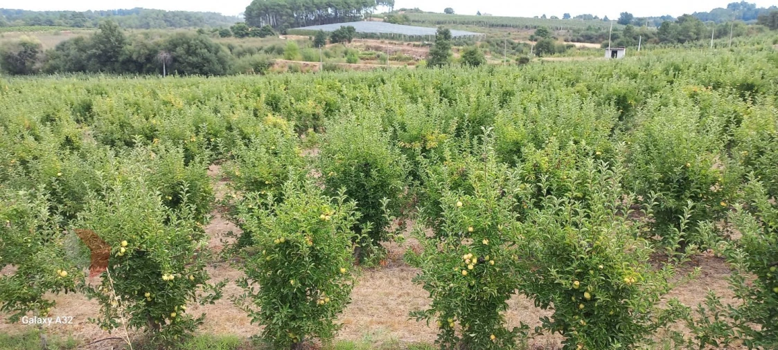 Terreno para Venda em Carrazeda de Ansiães Foto 5