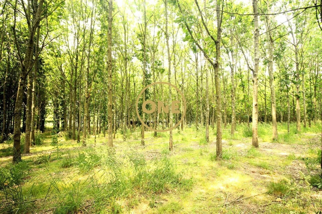 Terreno para Venda em Ribeirão Foto 38