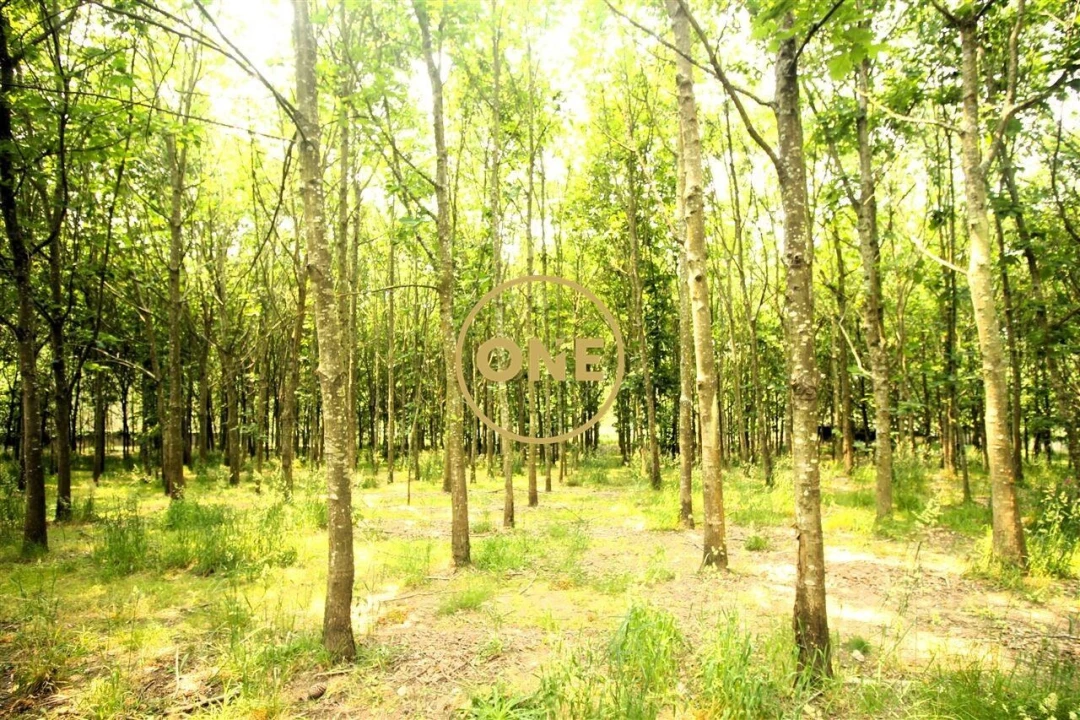 Terreno para Venda em Ribeirão Foto 37