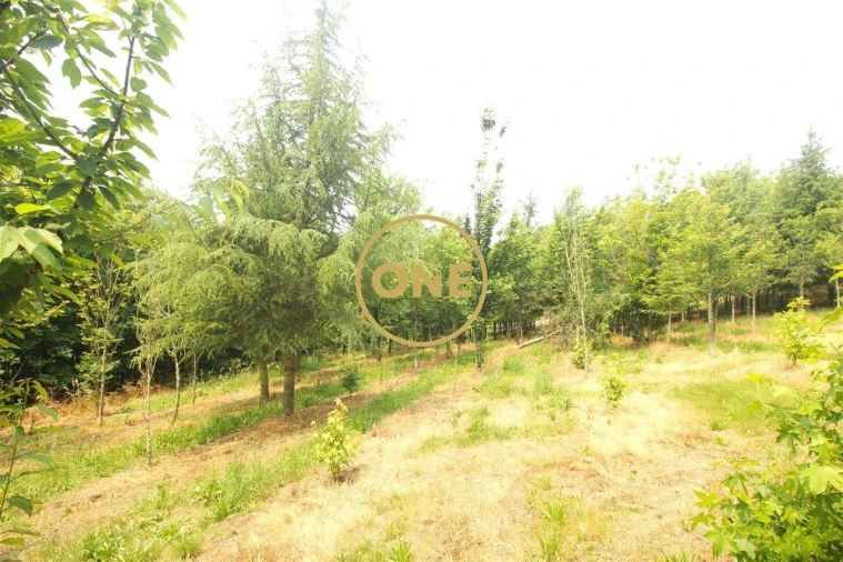 Terreno para Venda em Ribeirão Foto 34