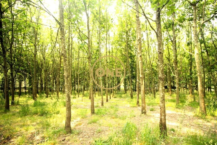 Terreno para Venda em Ribeirão Foto 37