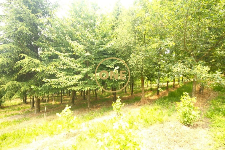 Terreno para Venda em Ribeirão Foto 33