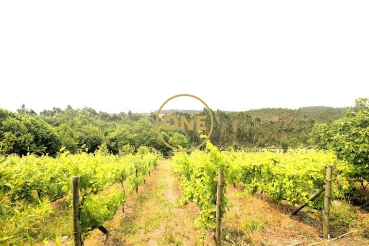 Terreno para Venda em Ribeirão Foto 23