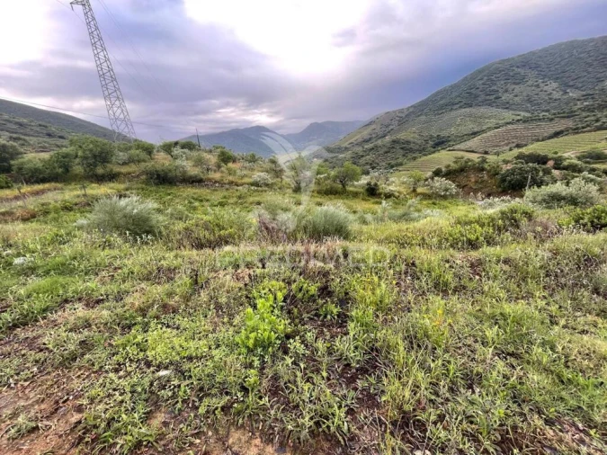 Terreno para Venda em Freixo de Numão Foto 3