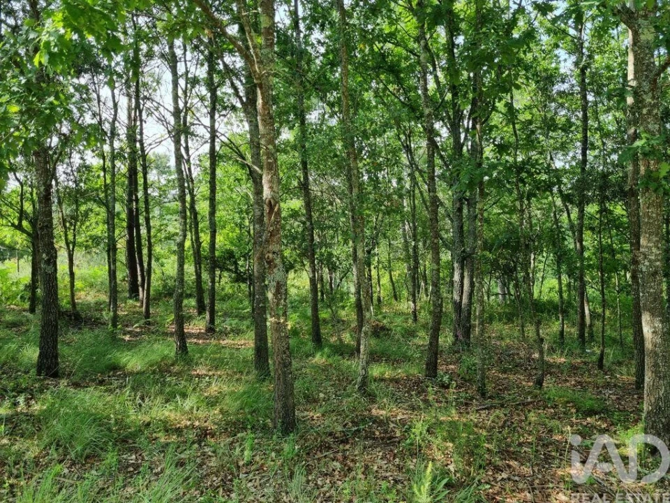 Terreno para Venda em Lousã e Vilarinho Foto 16