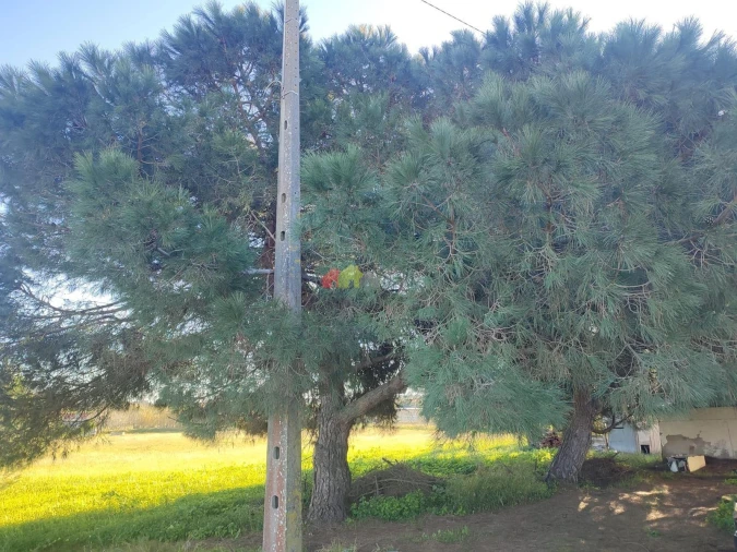 Terreno para Venda em Gaio-Rosário e Sarilhos Pequenos Foto 24