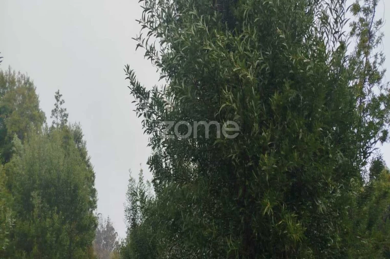 Quinta T1 para Venda em Moimenta da Beira Foto 14