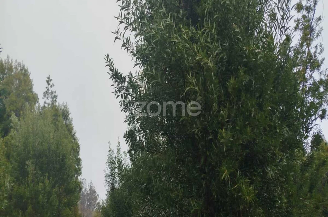 Quinta T1 para Venda em Moimenta da Beira Foto 14