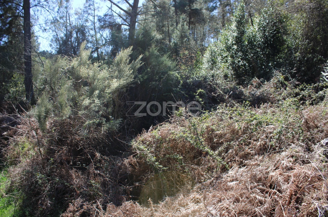 Terreno para Venda em Moimenta da Beira Foto 5