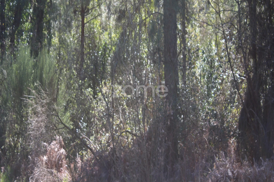 Terreno para Venda em Moimenta da Beira Foto 18