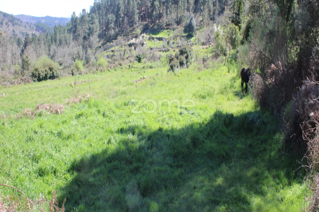 Terreno para Venda em Moimenta da Beira Foto 6
