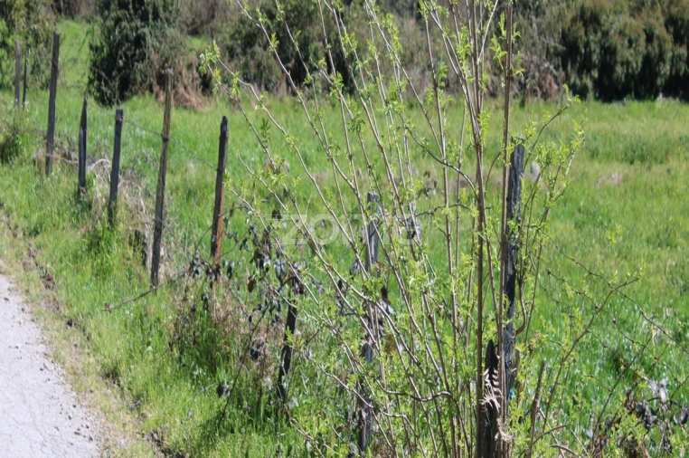 Terreno para Venda em Moimenta da Beira Foto 13