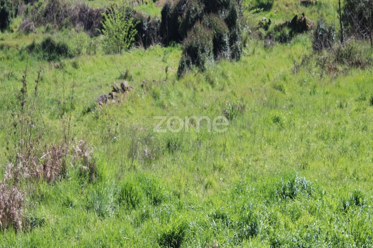 Terreno para Venda em Moimenta da Beira Foto 12