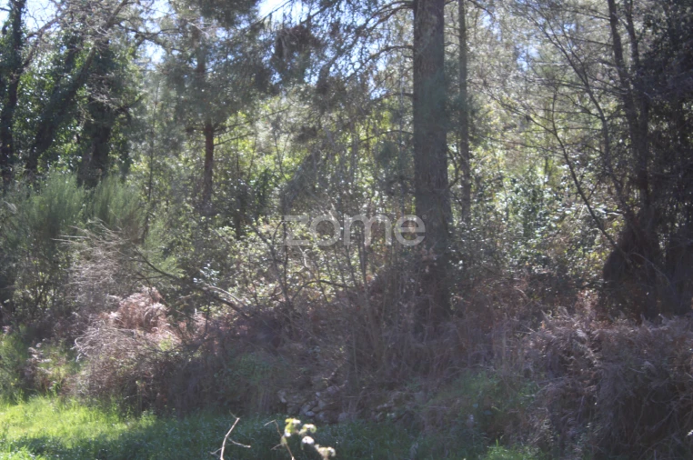 Terreno para Venda em Moimenta da Beira Foto 15