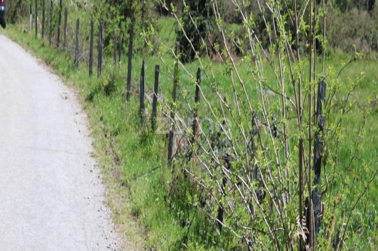 Terreno para Venda em Moimenta da Beira Foto 14